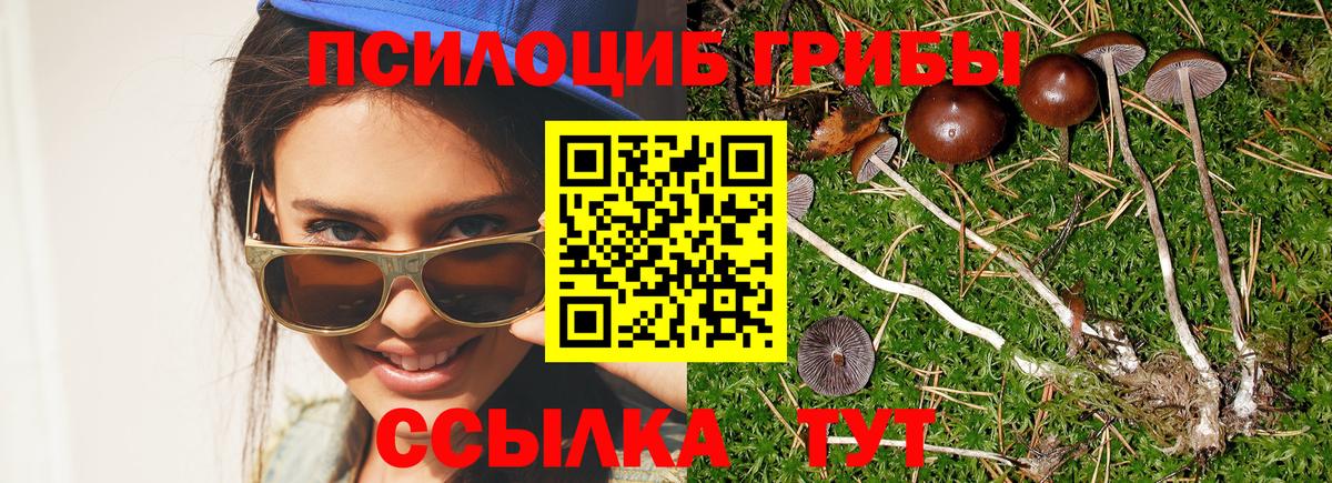 Галлюциногенные грибы Cubensis Бузулук